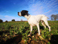 Pedigree POKER DES FORETS DE PHOEBUS Pedigree POKER DES FORETS DE PHOEBUS